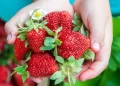 kebun strawberry di Indonesia berpotensi menjadi salah satu andalan dalam perekonomian nasional.